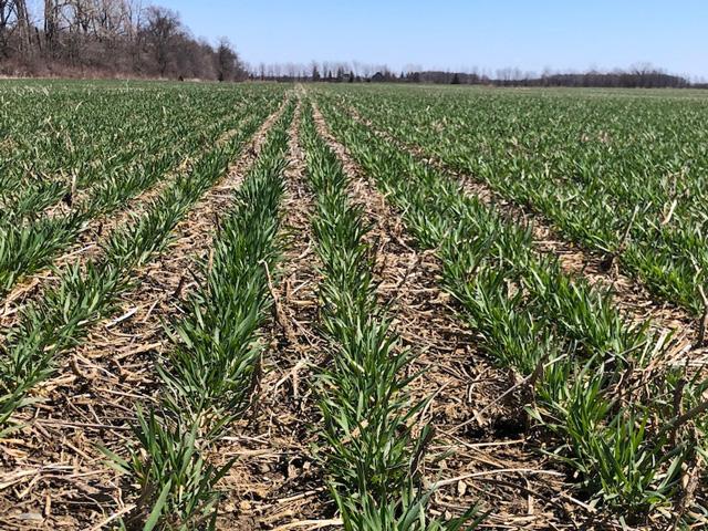 The grain marketing world continues to expand. It seems there are ever more players concerned about Philip Shaw's wheat these days. Predictive markets have arrived. (DTN file photo by Philip Shaw)