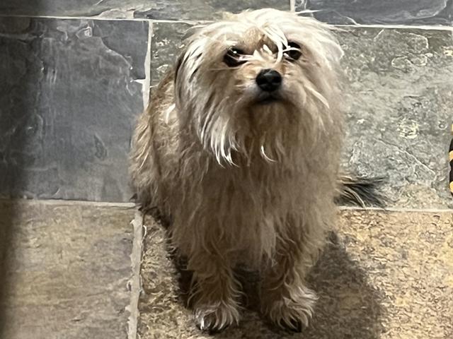 Little Dog Olson might be needing a bath. (Photo courtesy of Brent Olson)
