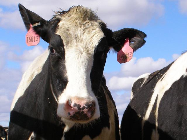 After a calf is born, umbilical hernias can occur when the umbilical cord doesn't wither away and the body wall doesn't seal as it should. Holsteins have a high documented incidence of this. (DTN/Progressive Farmer file photo by Robert Waggener)