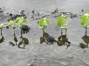 Production Blog: How to Size Up a Soggy Crop