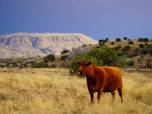 West Texas Ranch Real Estate: $46.5M Sale Marks End of 60-Year Family Ownership