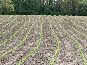 Grain Fundamentals: The Din of More Distraction