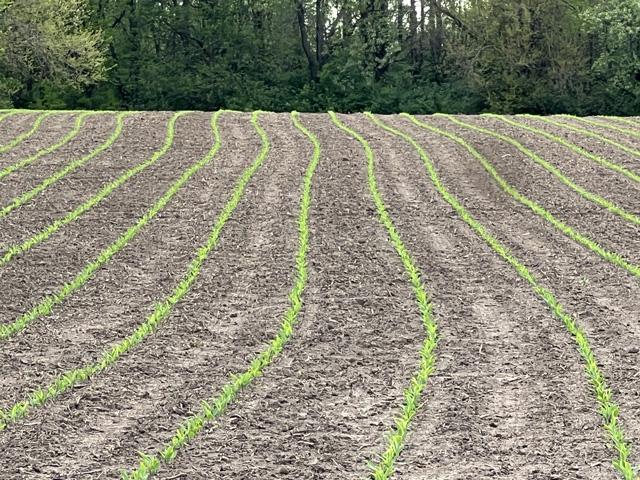 This year, surveyed U.S. farmers came up with the figure of 95.3 million acres of corn which is down 3% from a year ago. (DTN file photo by Pamela Smith)