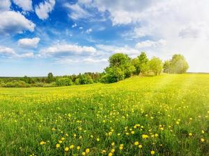 A Hopeful Shade of Green