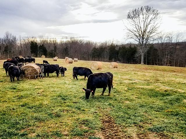 Winter Bale-Grazing Believer
