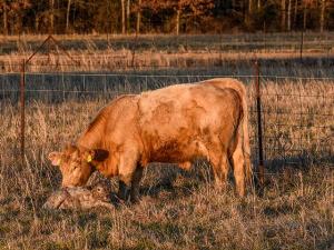 What Causes Retained Placentas in Cows?