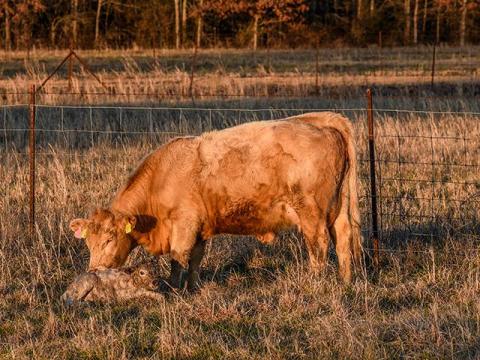 What Causes Retained Placentas in Cows?