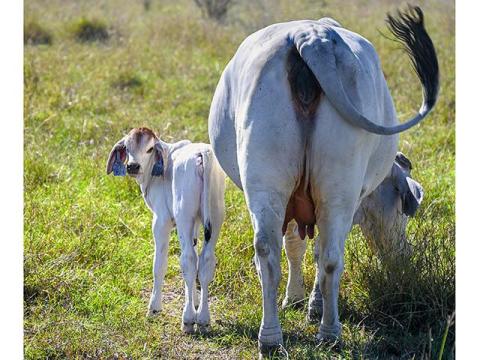 From Ranch to the Table