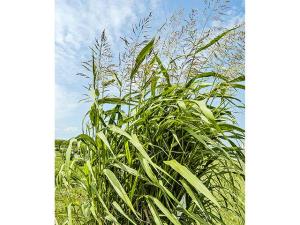 Be Cautious Grazing Johnsongrass