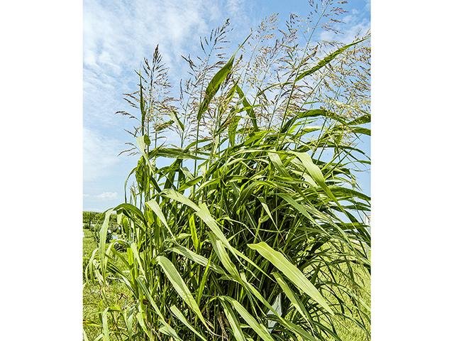 Stress events, including drought, herbicide application or freezing, can increase cyanide toxicity in johnsongrass. (Gregg Hillyer)