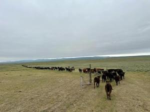 3 Things for Cattlemen to Ponder Heading Into May