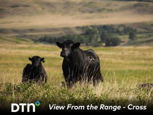 Alberta Ranchers Rely on 40-Year Seedstock Partnership