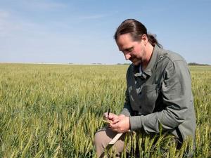 Wheat Tour Predicts Higher Kansas Yield, Production Than USDA