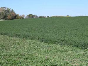 Scout, Treat Alfalfa Weevils Before Forage Yield, Quality Is Lowered
