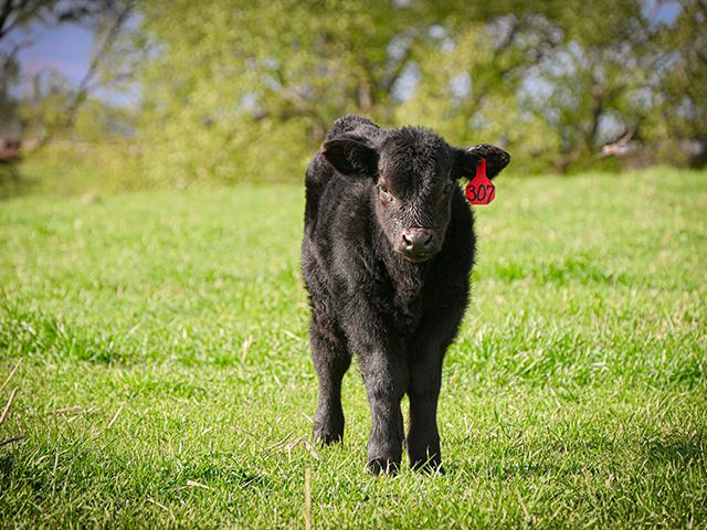 May is Beef Month, a time to celebrate cattle producers. With the cow herd the lowest it has been in over 70 years, the U.S. still produces over 28 billion pounds of beef annually. (DTN photo by Jennifer Carrico)
