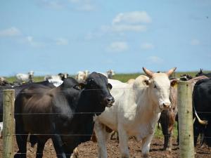 Beef Imports From Brazil Surge as Officials Take Aim at Brazilian Packers