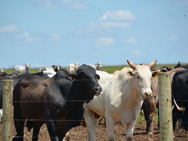 The Trump administration is pressing for action against Brazilian meatpackers while beef imports from Brazil continue to reach new heights. Pictured are Nelore cattle on a Brazilian ranch back in 2019. (DTN file photo by Chris Clayton)