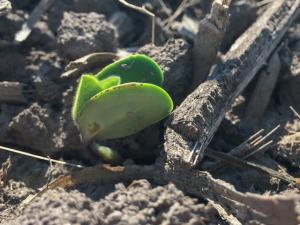 Resist the Instant Urge to Replant Soybean Stands Bit by Cold