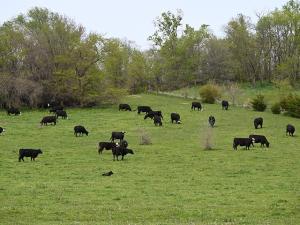 KSU Extension: Several Factors to Consider When It Comes to Beef Cow Size