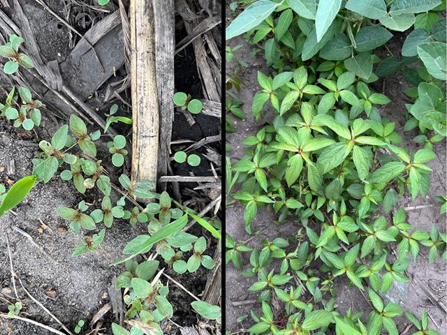 Asian copperleaf seedlings in the left photo have round cotyledons and opposite first leaves. The photo to the right shows vegetative Asian copperleaf plants growing in a soybean field. (Photos by Meaghan Anderson, Iowa State University Extension and Outreach)