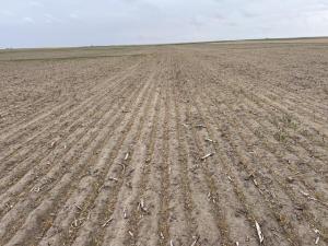 Severe, Continual Drought Devastates Much of Nebraska Winter Wheat Crop