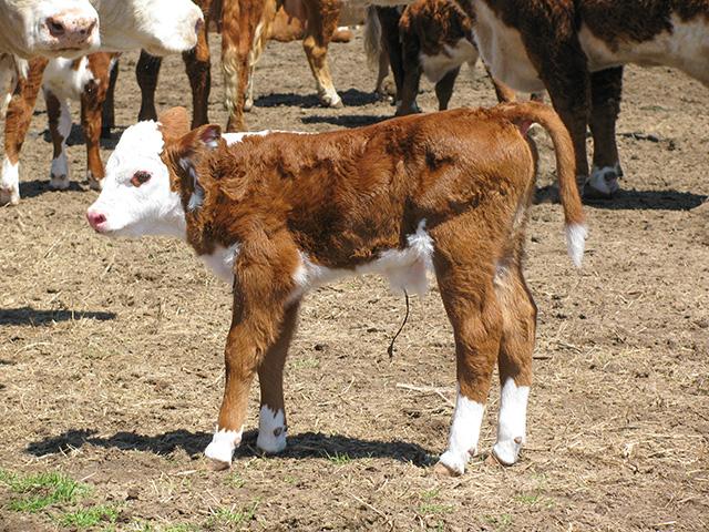 Contracted tendons can occur when a large, developing calf's legs don't have room to move and stay flexed in the last weeks of gestation. Large calves are also more likely to have difficulty being born. (DTN/Progressive Farmer file photo)