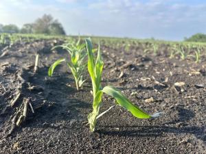 Latham Quality Blames Bayer Monopoly for Forcing Sale of Iowa Seed Business