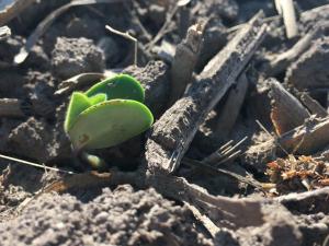 Grain Markets, Seasonality and Ceasefires