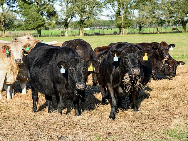 (DTN/Progressive Farmer file photo by Becky Mills)