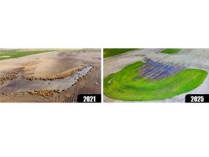 Revitalize Unproductive Salty Soils