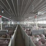 New research at the University of Nebraska-Lincoln (UNL) has led to a new swine influenza vaccination technique. This new technology could someday lower costs and improve disease protection in hog production. (DTN file photo)