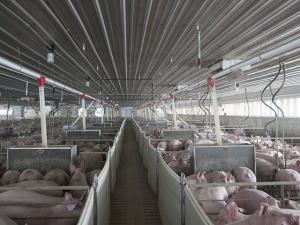 UNL Researchers Developed a New Swine Vaccine Technique