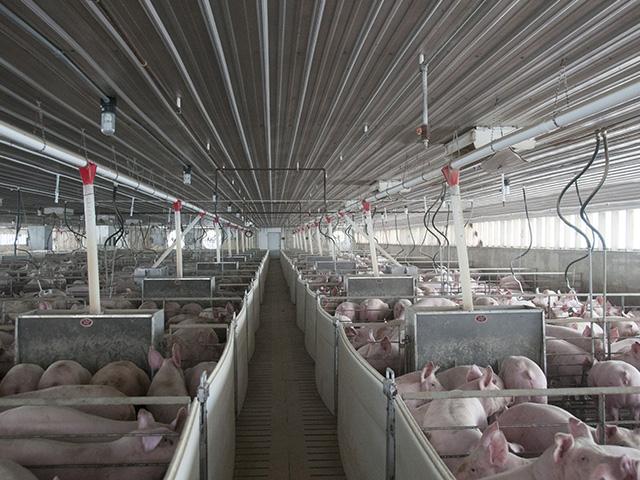 New research at the University of Nebraska-Lincoln (UNL) has led to a new swine influenza vaccination technique. This new technology could someday lower costs and improve disease protection in hog production. (DTN file photo)