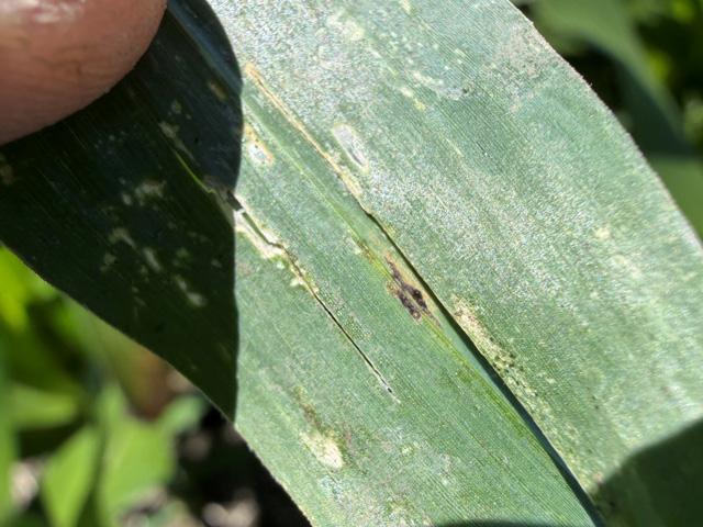 Use lower canopy leaves as an early warning system for tar spot. Monitor disease progression and be prepared to protect the leaves that matter most for yield if disease pressure increases later in the season. (Photo courtesy of Pioneer agronomist Matthew Vandehaar)
