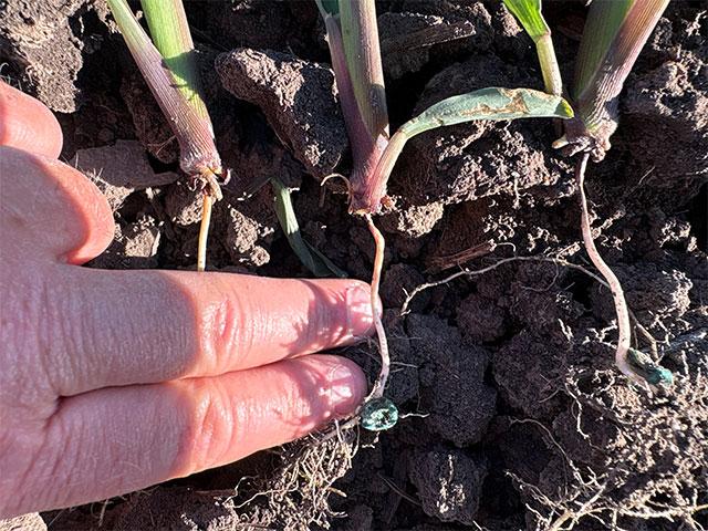 Dig to discover rootless or floppy corn. It is a condition where crown roots have failed to properly develop. (Photo courtesy of Lance Tarochione)