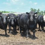 Cattle need to be checked regularly during extreme heat events. (DTN/Progressive Farmer photo by Jennifer Carrico)