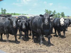 Cattle Producers Must Act to Keep Livestock Safe During Summer’s First Major Heatwave