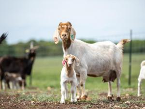 ‘All Hands-On Deck’: Texas Livestock Producers Brace for Billion-Dollar Screwworm Threat