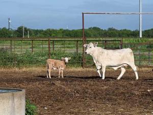 Rollins Tours Ranch of First NWS Confirmations, While FDA Approves Pet Drug