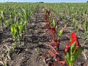 Decisions Grow Complex After Hailstorm