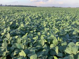 New Research From the University of Missouri Shows Soybeans Can Be Utilized as a Summer Forage