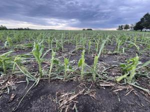 Replant, Second Planting or Let Crop Insurance Run Its Course