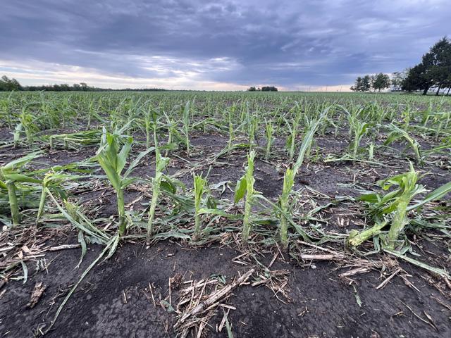 A hail-damaged cornfield west of Decatur, Illinois, following a storm that hit this week. Farmers in multiple states have been dealing with extreme weather that raises questions about whether they should replant the field or possibly switch crops. Each decision could affect their crop insurance and agronomy. (DTN photo by Pamela Smith)