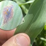 Tar spot beginning to show up in several states. While scouting, look for the spot that won't rub off the corn leaf. (Photo courtesy of Pioneer Field Agronomist Matt Vandehaar)