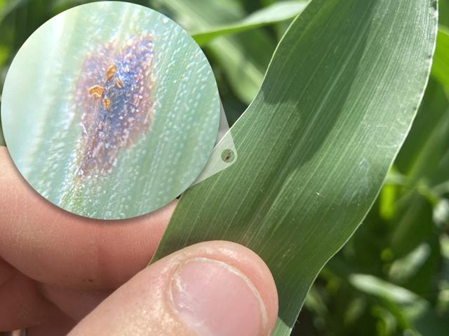Tar spot beginning to show up in several states. While scouting, look for the spot that won't rub off the corn leaf. (Photo courtesy of Pioneer Field Agronomist Matt Vandehaar)