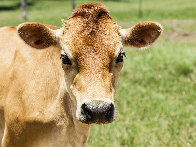 Artificial insemination (AI) can be a good option for breeding in some cases, but there are obstacles. (fstop123, Getty Images)