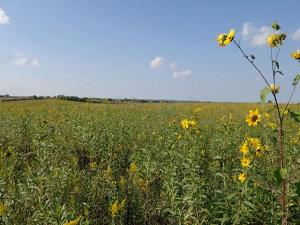 USDA’s Competitive CRP Enrollment Adds 1.5 Million New Acres