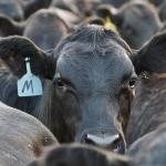 With the latest Cattle on Feed report released Friday, along with the bi-annual Cattle Inventory Report and an unexpected announcement from U.S. Ag Secretary Brook Rollins, the cattle complex has had plenty thrown at it in the last week. (DTN file photo)