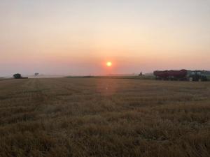 Ontario Wheat: Four Seasons of Risk and One Final Grade