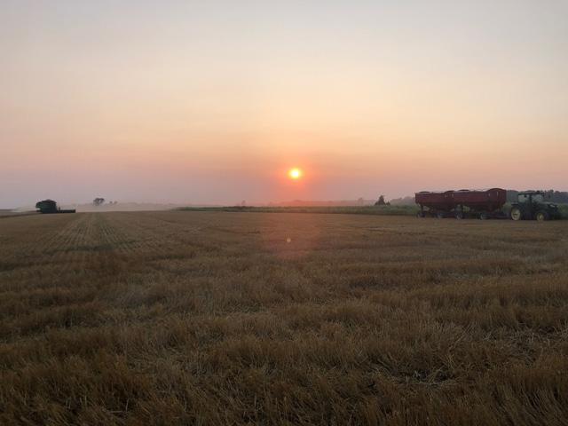 In Ontario, a very hot wheat harvest has commenced. The hope is for big yields, but even more important will be excellent quality, which is always a challenge. (DTN photo by Philip Shaw)